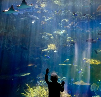 Long Beach Aquarium 