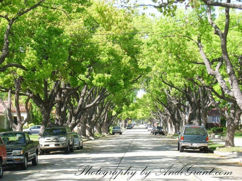 California Heights Tree-Lined Street View